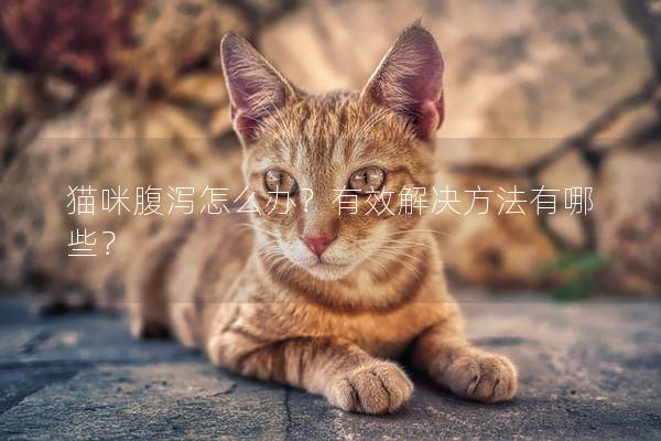 猫咪腹泻怎么办？有效解决方法有哪些？