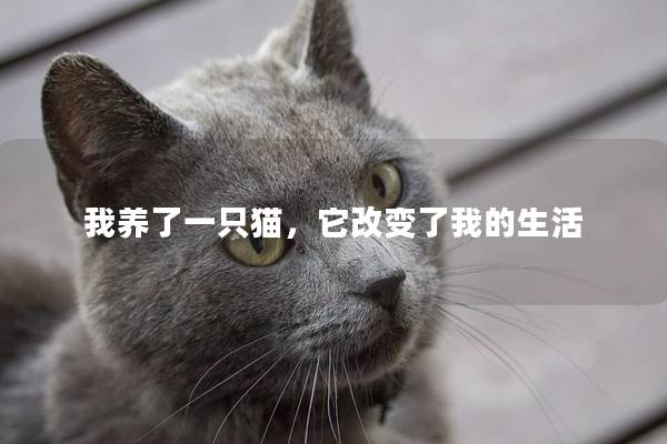 我养了一只猫，它改变了我的生活