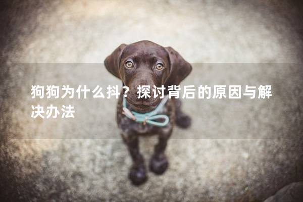 狗狗为什么抖？探讨背后的原因与解决办法