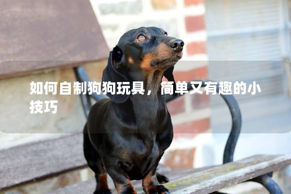 如何自制狗狗玩具，简单又有趣的小技巧