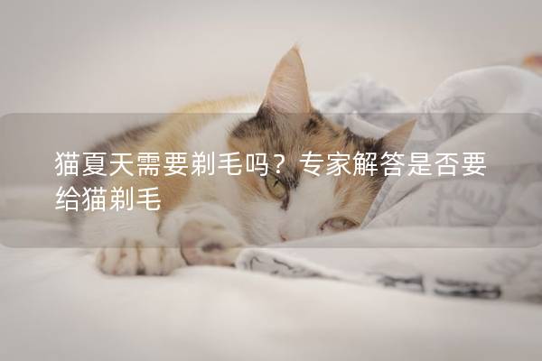 猫夏天需要剃毛吗？专家解答是否要给猫剃毛