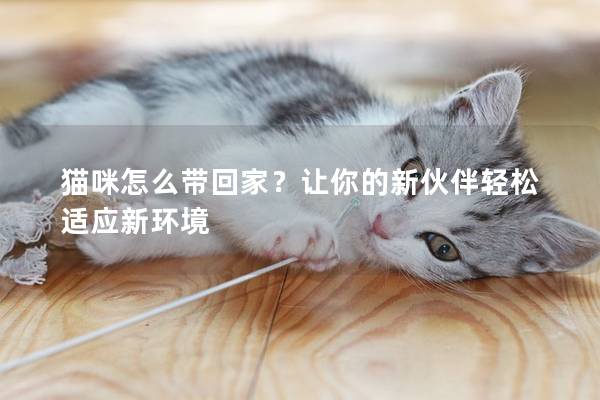 猫咪怎么带回家？让你的新伙伴轻松适应新环境
