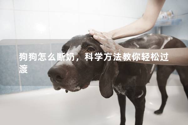 狗狗怎么断奶，科学方法教你轻松过渡