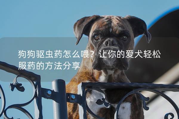 狗狗驱虫药怎么喂？让你的爱犬轻松服药的方法分享