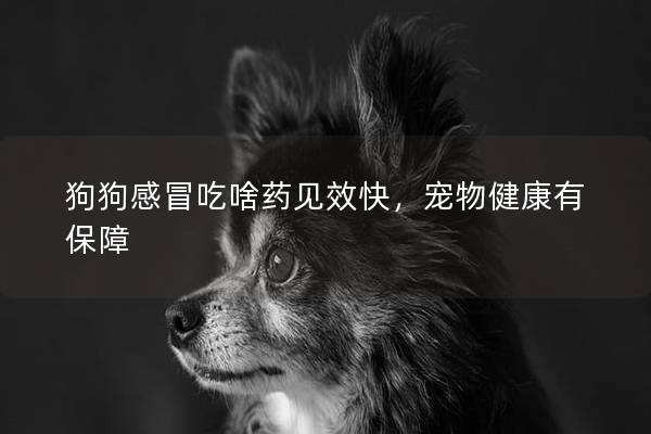 狗狗感冒吃啥药见效快，宠物健康有保障