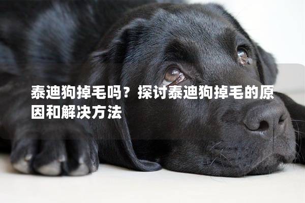 泰迪狗掉毛吗？探讨泰迪狗掉毛的原因和解决方法