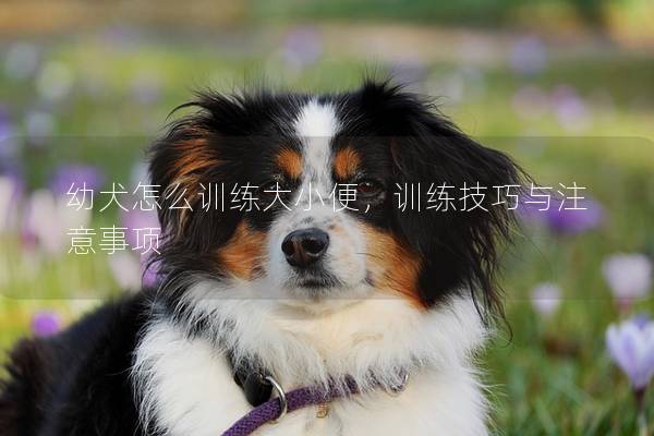 幼犬怎么训练大小便，训练技巧与注意事项