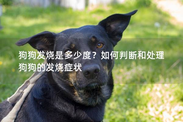 狗狗发烧是多少度？如何判断和处理狗狗的发烧症状