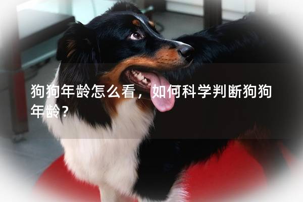 狗狗年龄怎么看，如何科学判断狗狗年龄？