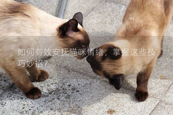 如何有效安抚猫咪情绪，掌握这些技巧妙招？