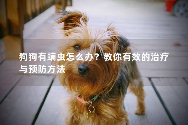 狗狗有螨虫怎么办？教你有效的治疗与预防方法