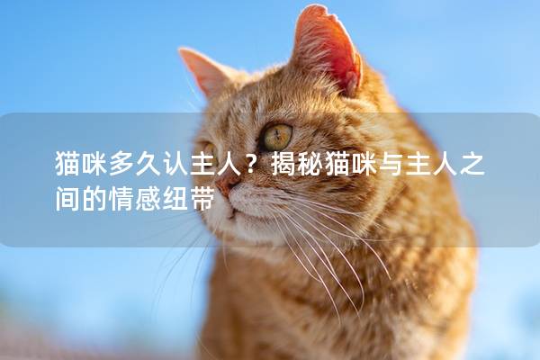 猫咪多久认主人？揭秘猫咪与主人之间的情感纽带