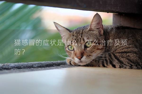 猫感冒的症状是什么，怎么治疗及预防？