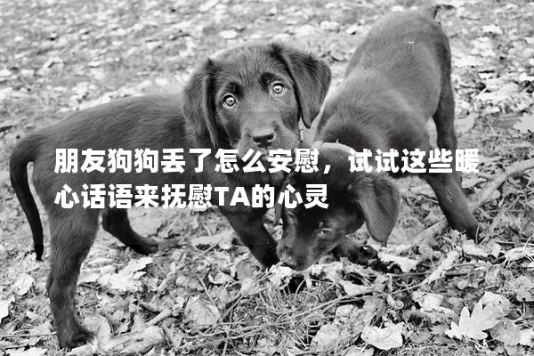 朋友狗狗丢了怎么安慰，试试这些暖心话语来抚慰TA的心灵