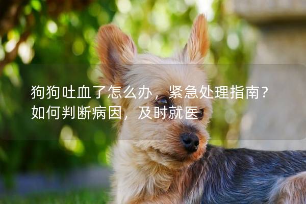 狗狗吐血了怎么办，紧急处理指南？如何判断病因，及时就医