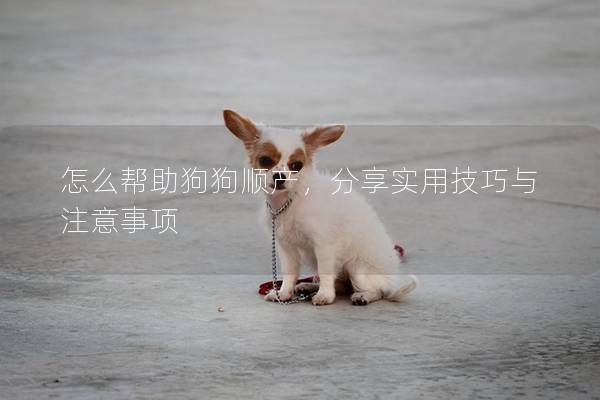 怎么帮助狗狗顺产，分享实用技巧与注意事项