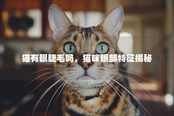 猫有眼睫毛吗，猫咪眼部特征揭秘