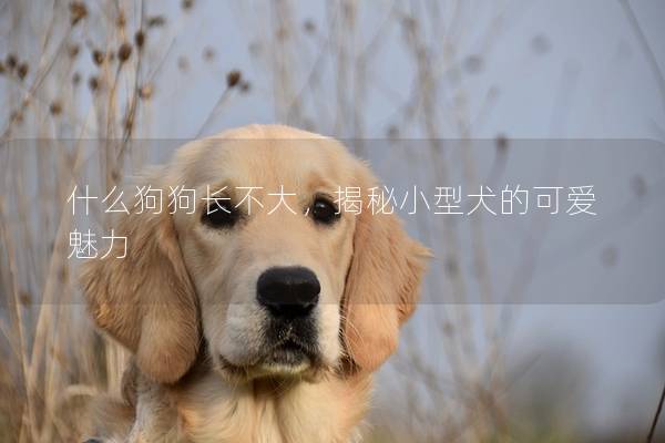 什么狗狗长不大，揭秘小型犬的可爱魅力