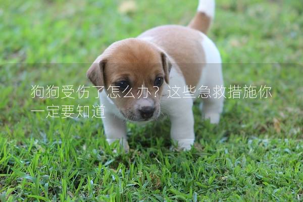 狗狗受伤了怎么办？这些急救措施你一定要知道