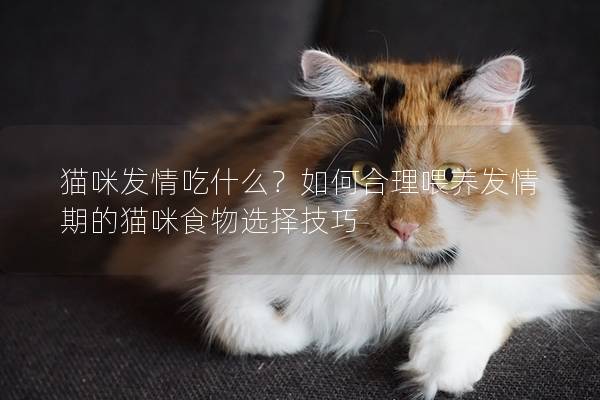 猫咪发情吃什么？如何合理喂养发情期的猫咪食物选择技巧