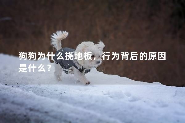 狗狗为什么挠地板，行为背后的原因是什么？