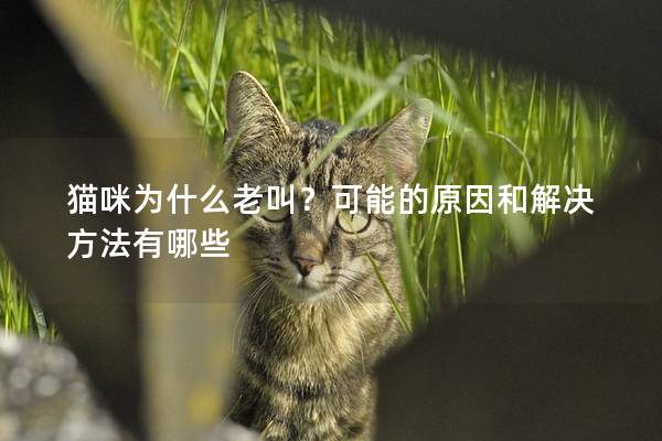 猫咪为什么老叫？可能的原因和解决方法有哪些
