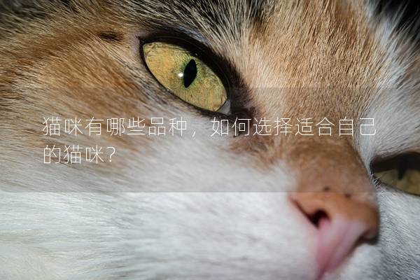 猫咪有哪些品种，如何选择适合自己的猫咪？