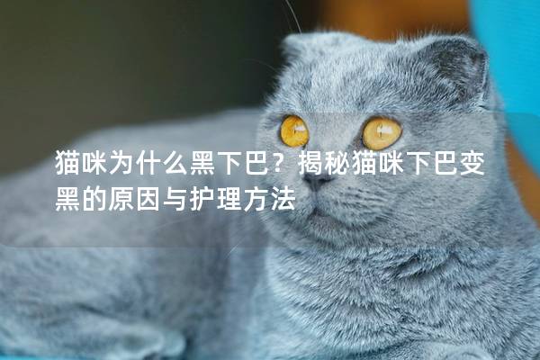 猫咪为什么黑下巴？揭秘猫咪下巴变黑的原因与护理方法