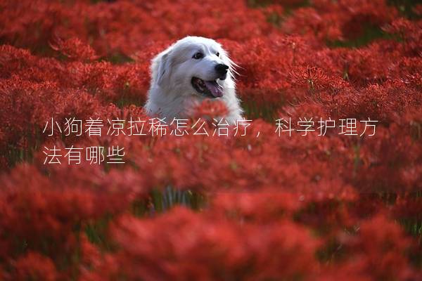 小狗着凉拉稀怎么治疗，科学护理方法有哪些