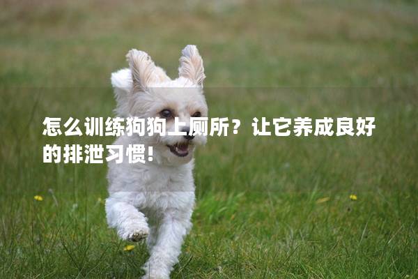 怎么训练狗狗上厕所？让它养成良好的排泄习惯!
