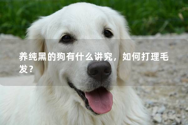 养纯黑的狗有什么讲究，如何打理毛发？