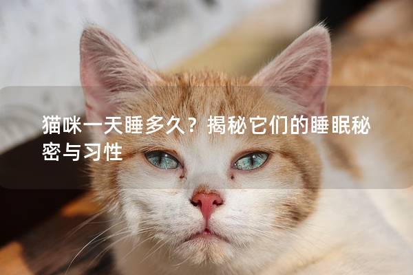 猫咪一天睡多久？揭秘它们的睡眠秘密与习性