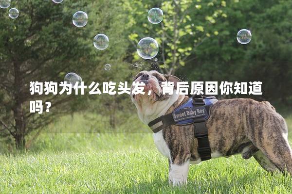 狗狗为什么吃头发，背后原因你知道吗？