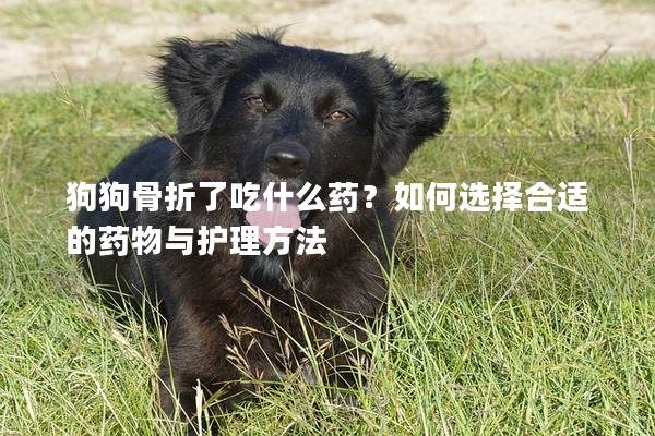狗狗骨折了吃什么药？如何选择合适的药物与护理方法