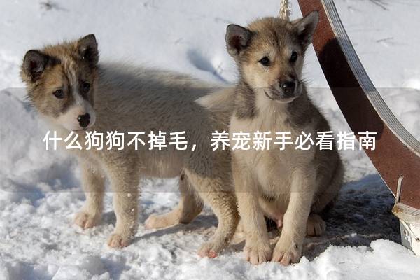 什么狗狗不掉毛，养宠新手必看指南