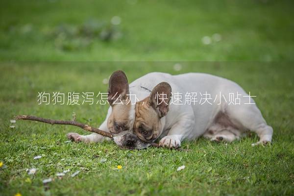 狗狗腹泻怎么办，快速解决小贴士