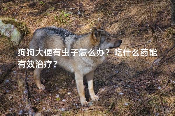 狗狗大便有虫子怎么办？吃什么药能有效治疗？