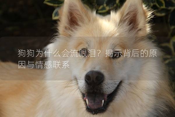 狗狗为什么会流眼泪？揭示背后的原因与情感联系