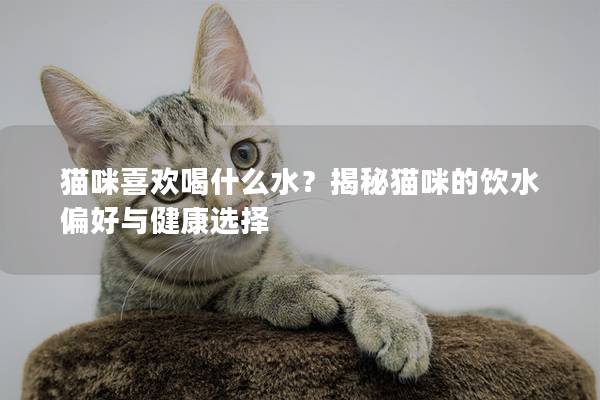 猫咪喜欢喝什么水？揭秘猫咪的饮水偏好与健康选择
