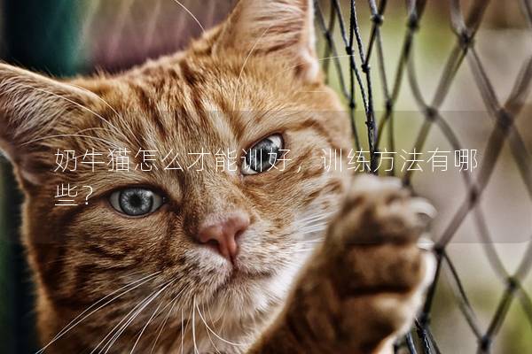 奶牛猫怎么才能训好，训练方法有哪些？