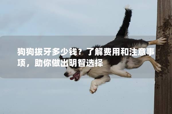 狗狗拔牙多少钱？了解费用和注意事项，助你做出明智选择