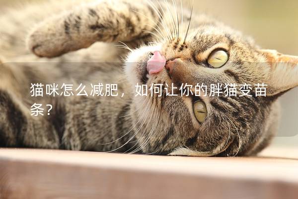 猫咪怎么减肥，如何让你的胖猫变苗条？