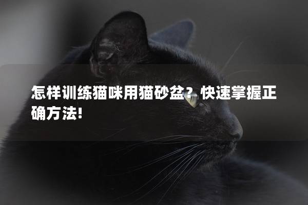 怎样训练猫咪用猫砂盆？快速掌握正确方法!