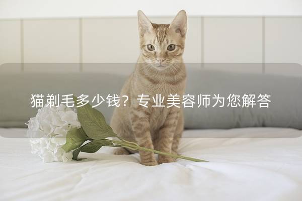 猫剃毛多少钱？专业美容师为您解答