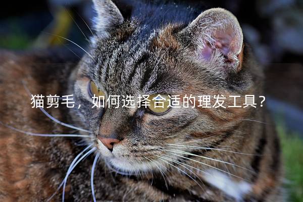 猫剪毛，如何选择合适的理发工具？