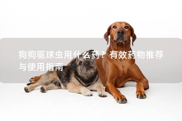 狗狗驱球虫用什么药？有效药物推荐与使用指南