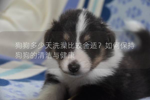 狗狗多少天洗澡比较合适？如何保持狗狗的清洁与健康