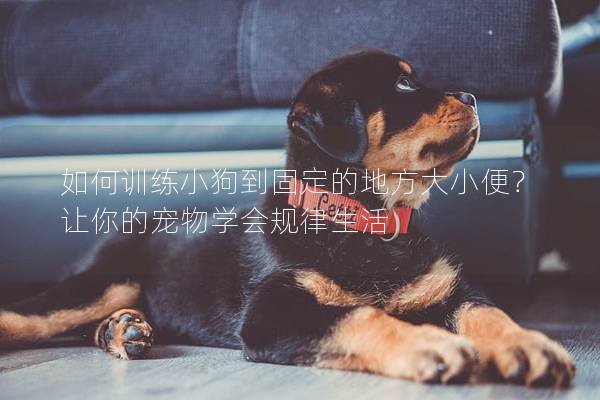 如何训练小狗到固定的地方大小便？让你的宠物学会规律生活