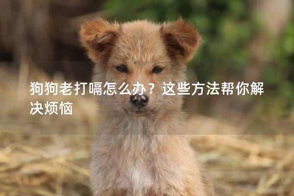 狗狗老打嗝怎么办？这些方法帮你解决烦恼