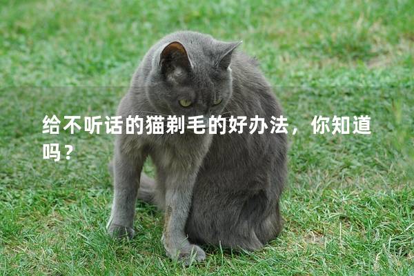 给不听话的猫剃毛的好办法，你知道吗？